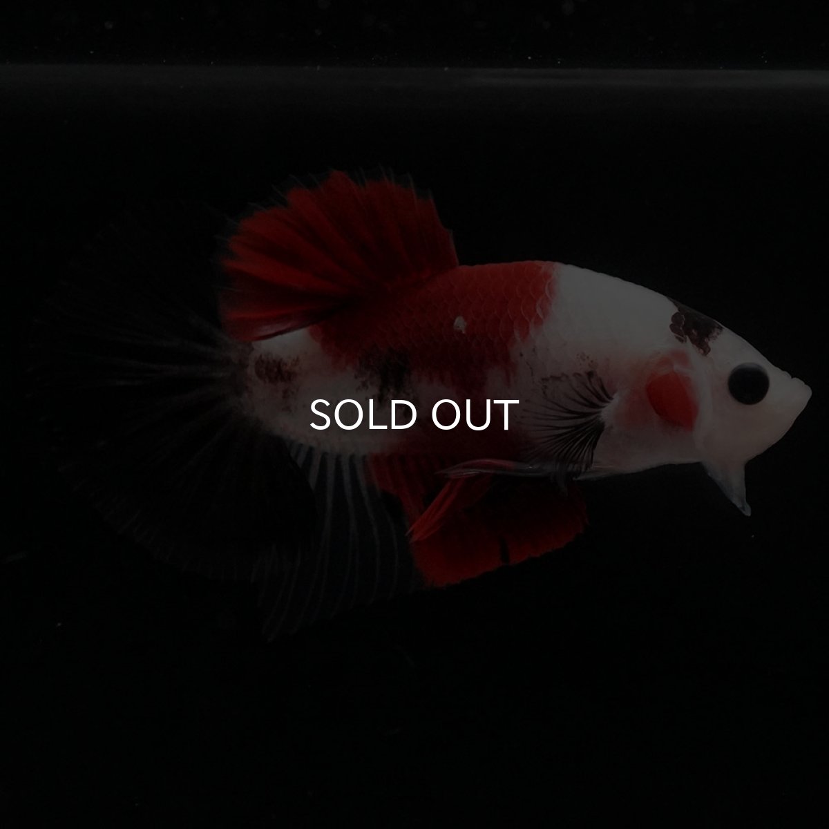 画像8: HMPK　鯉 (8)