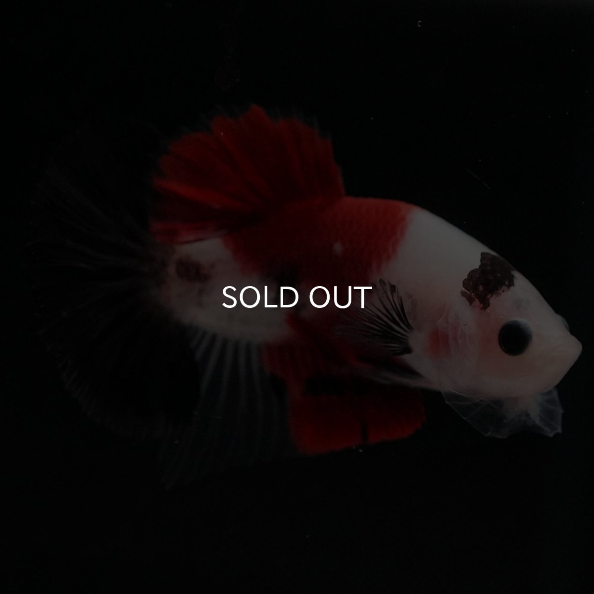 画像7: HMPK　鯉 (7)