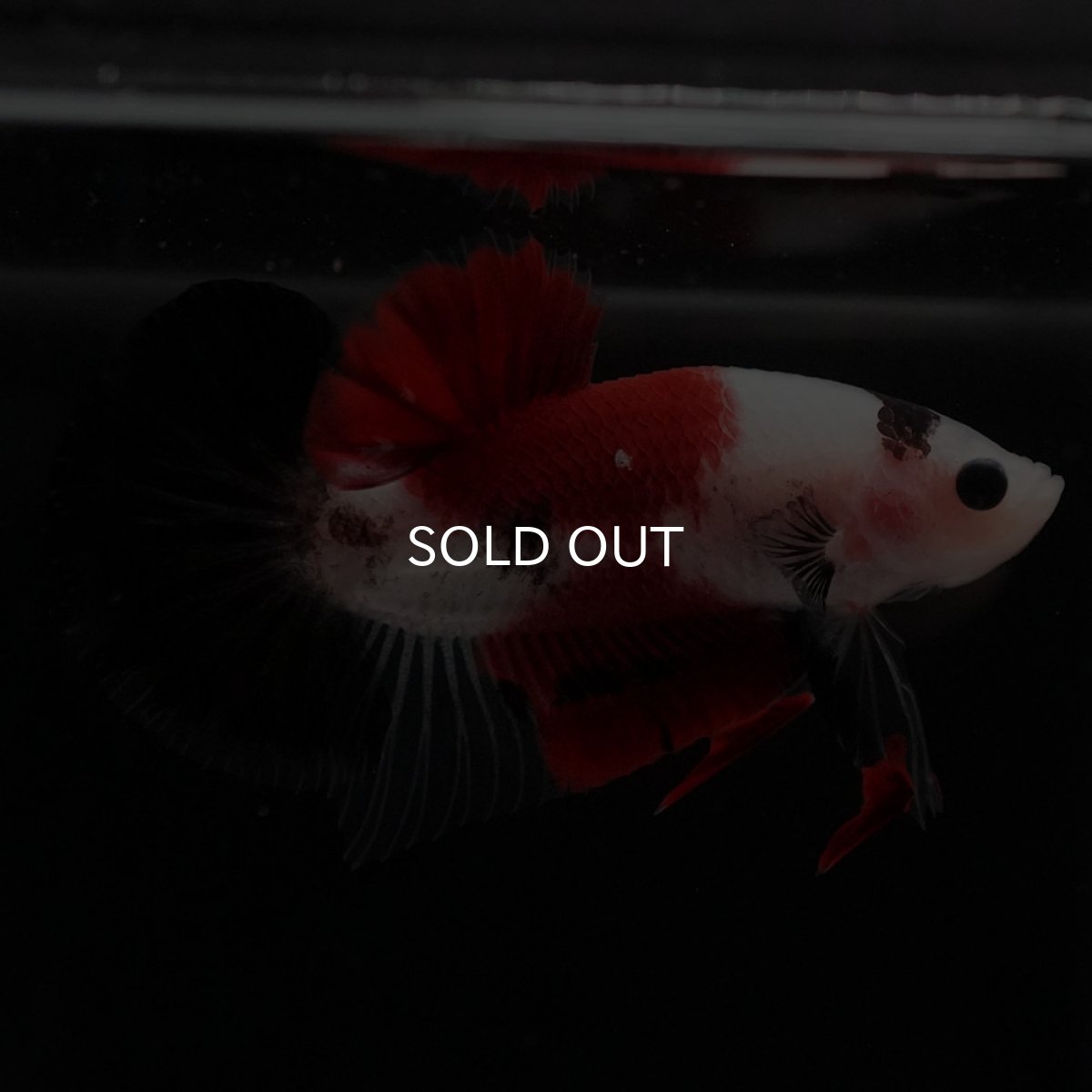 画像5: HMPK　鯉 (5)