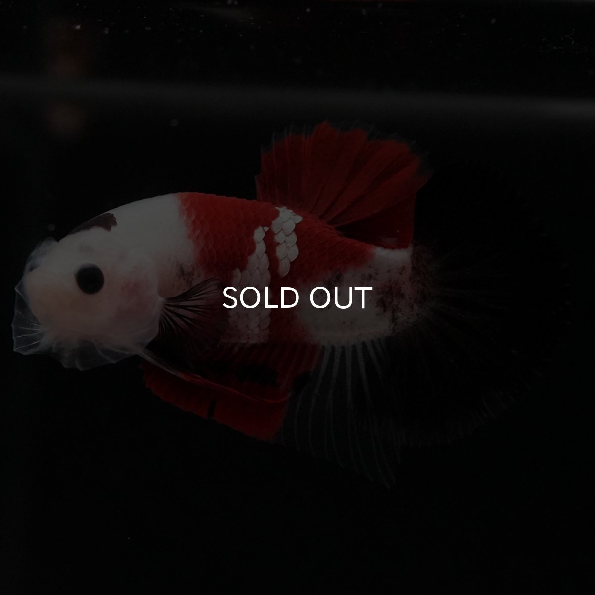 画像6: HMPK　鯉 (6)