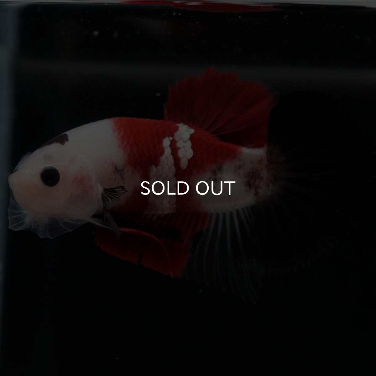 画像2: HMPK　鯉 (2)