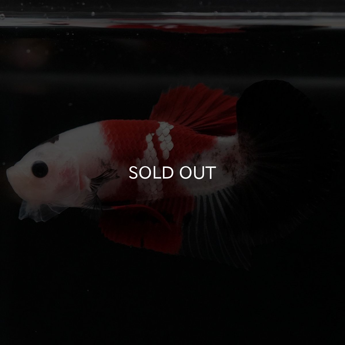 画像4: HMPK　鯉 (4)