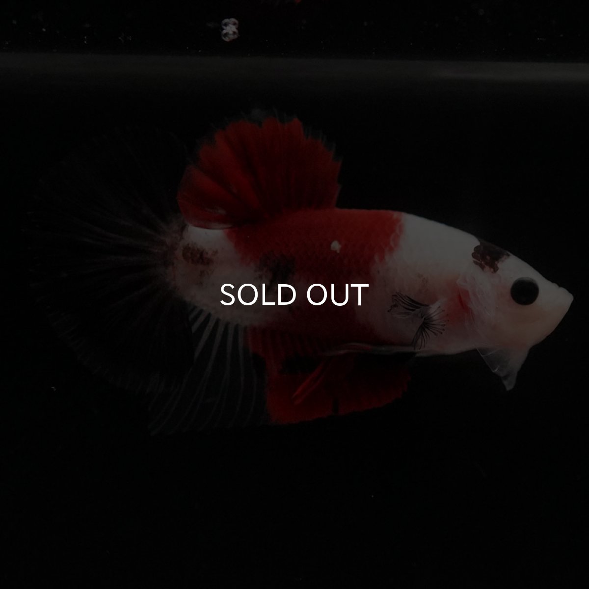 画像3: HMPK　鯉 (3)