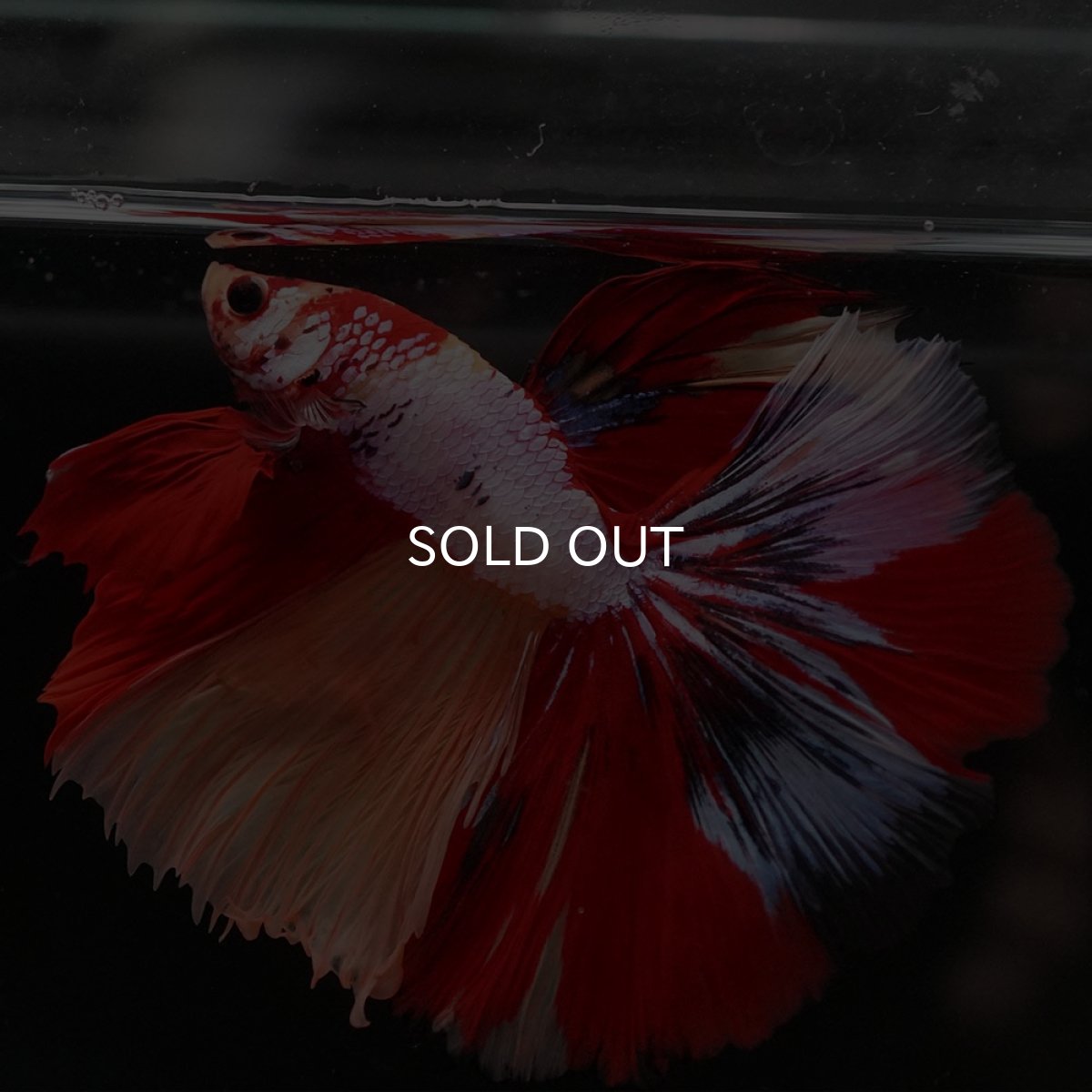 画像6: HM キャンディレインボー (6)