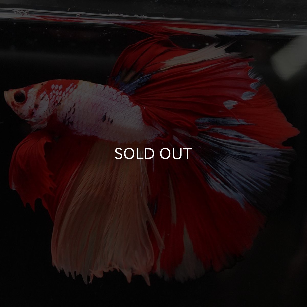 画像3: HM キャンディレインボー (3)