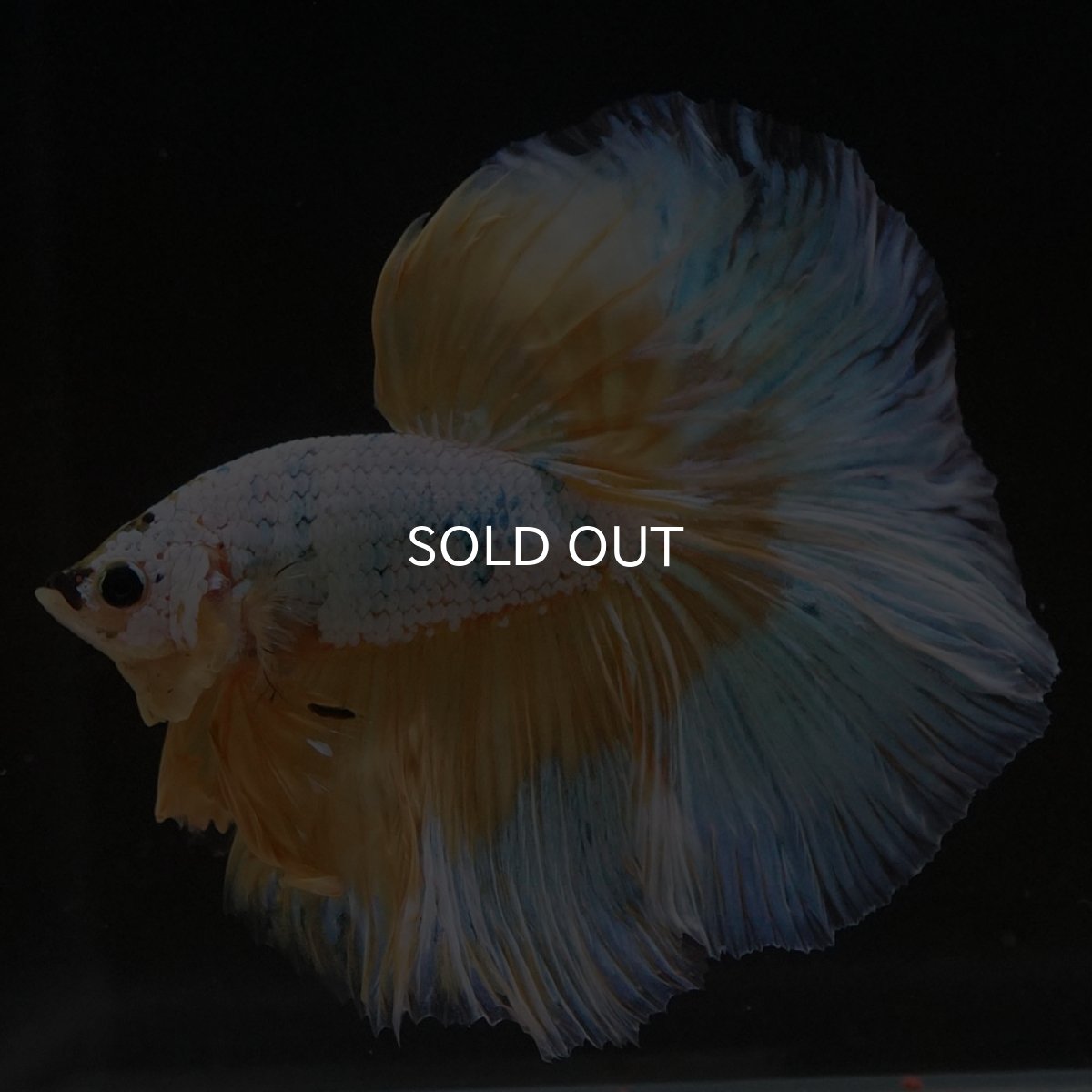 画像5: HM イエローファンシー (5)