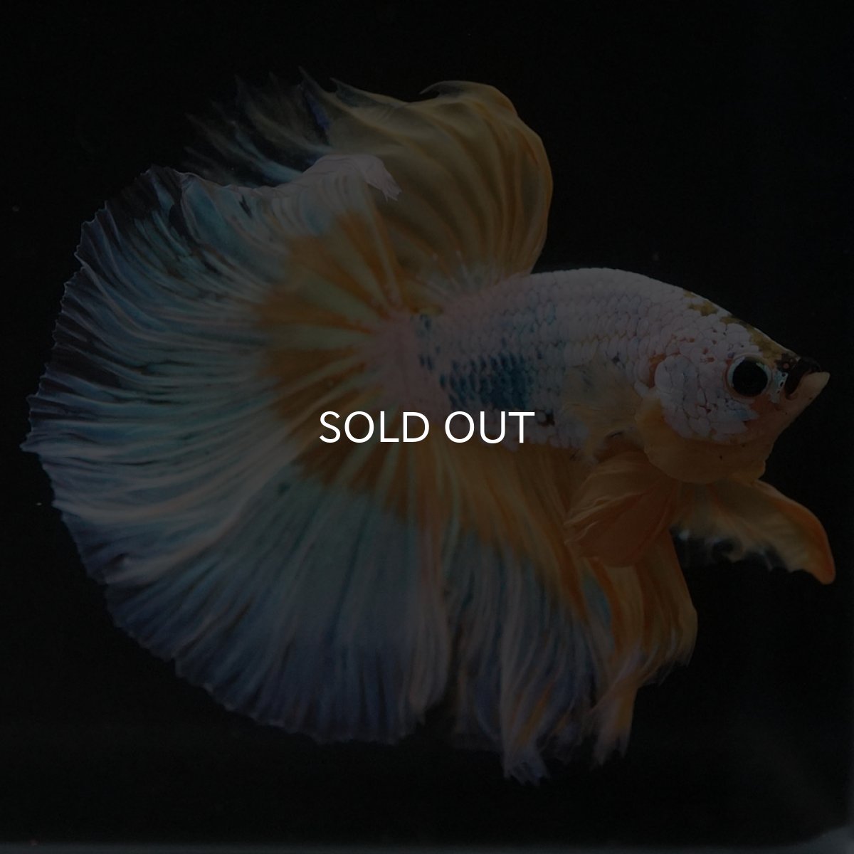 画像8: HM イエローファンシー (8)