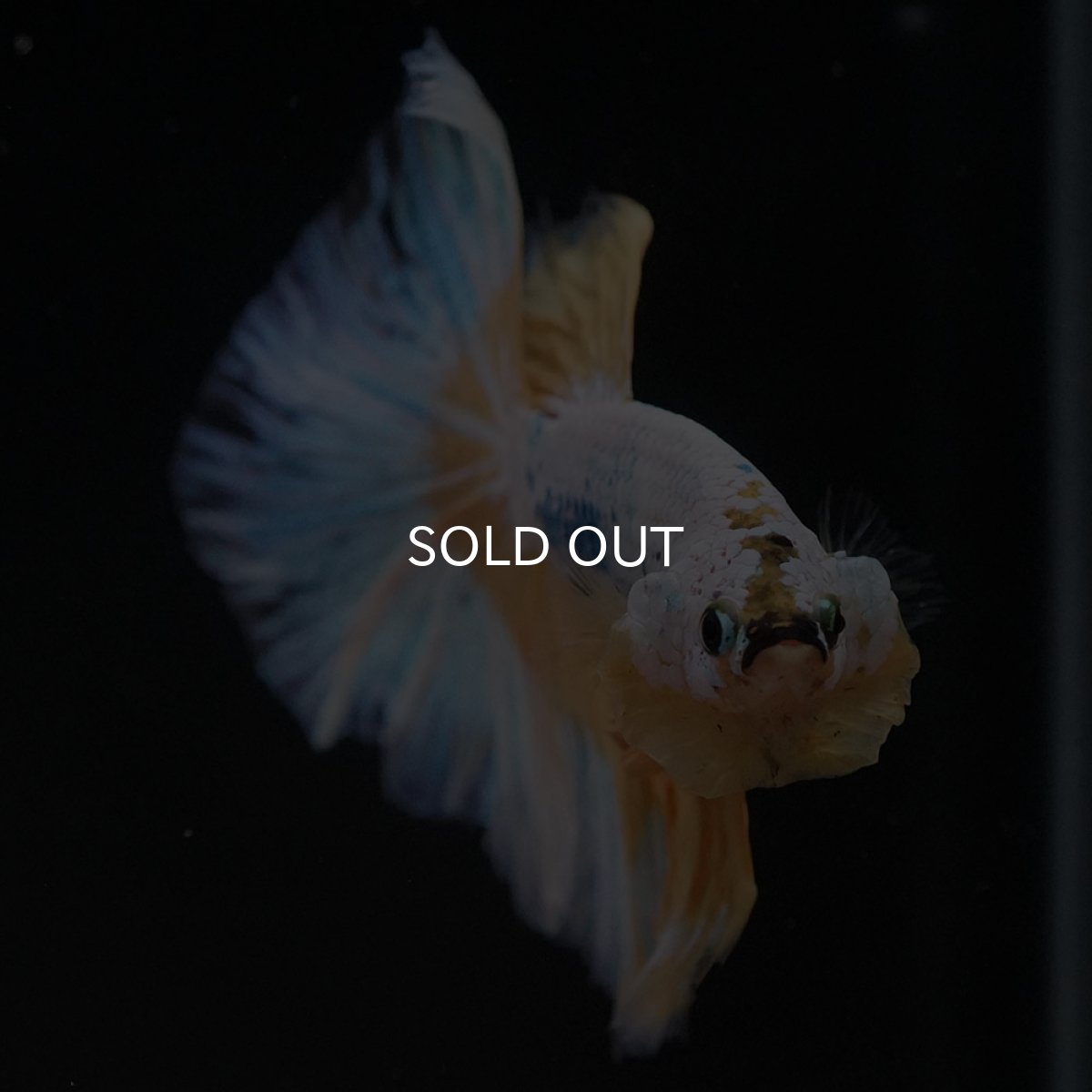 画像3: HM イエローファンシー (3)