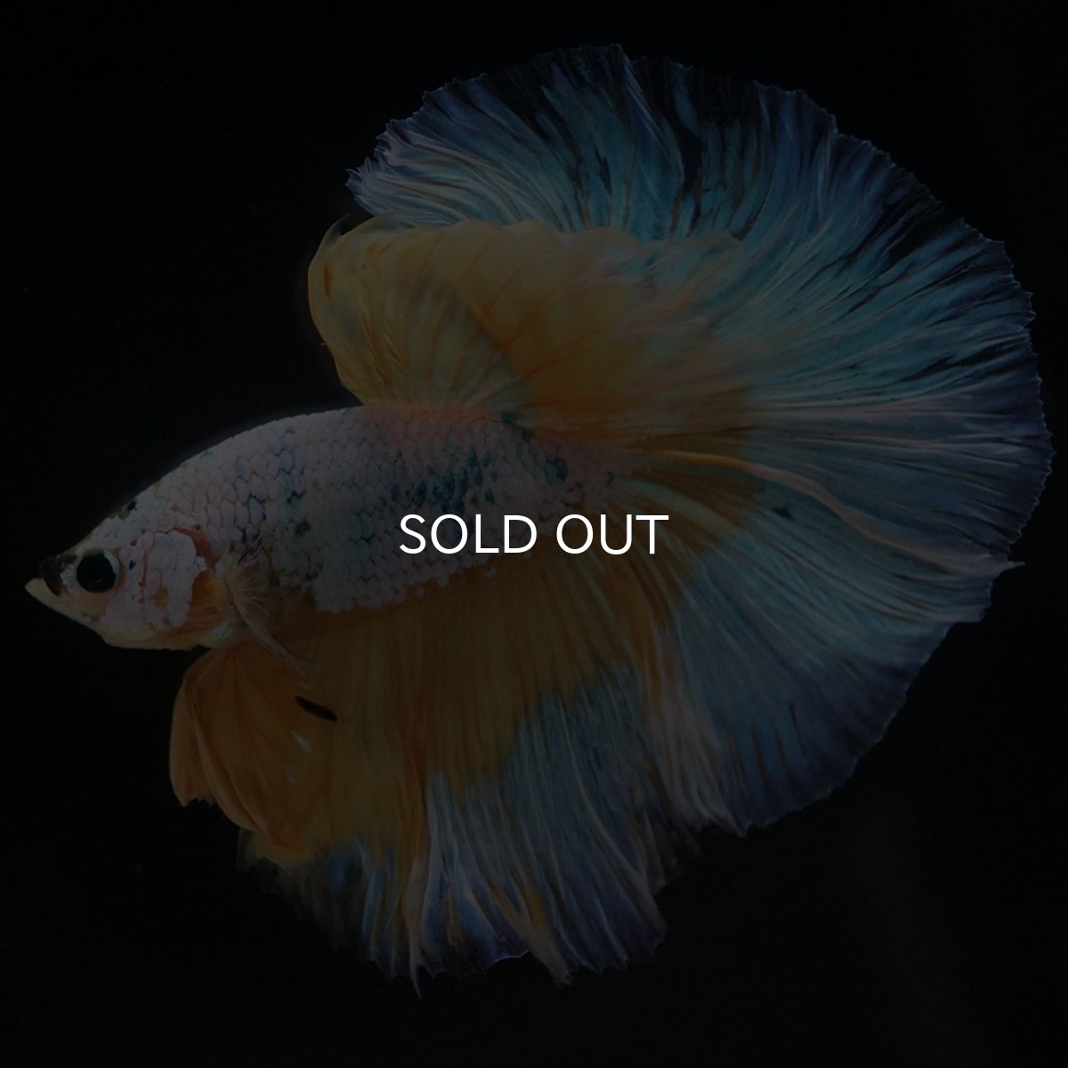 画像2: HM イエローファンシー (2)