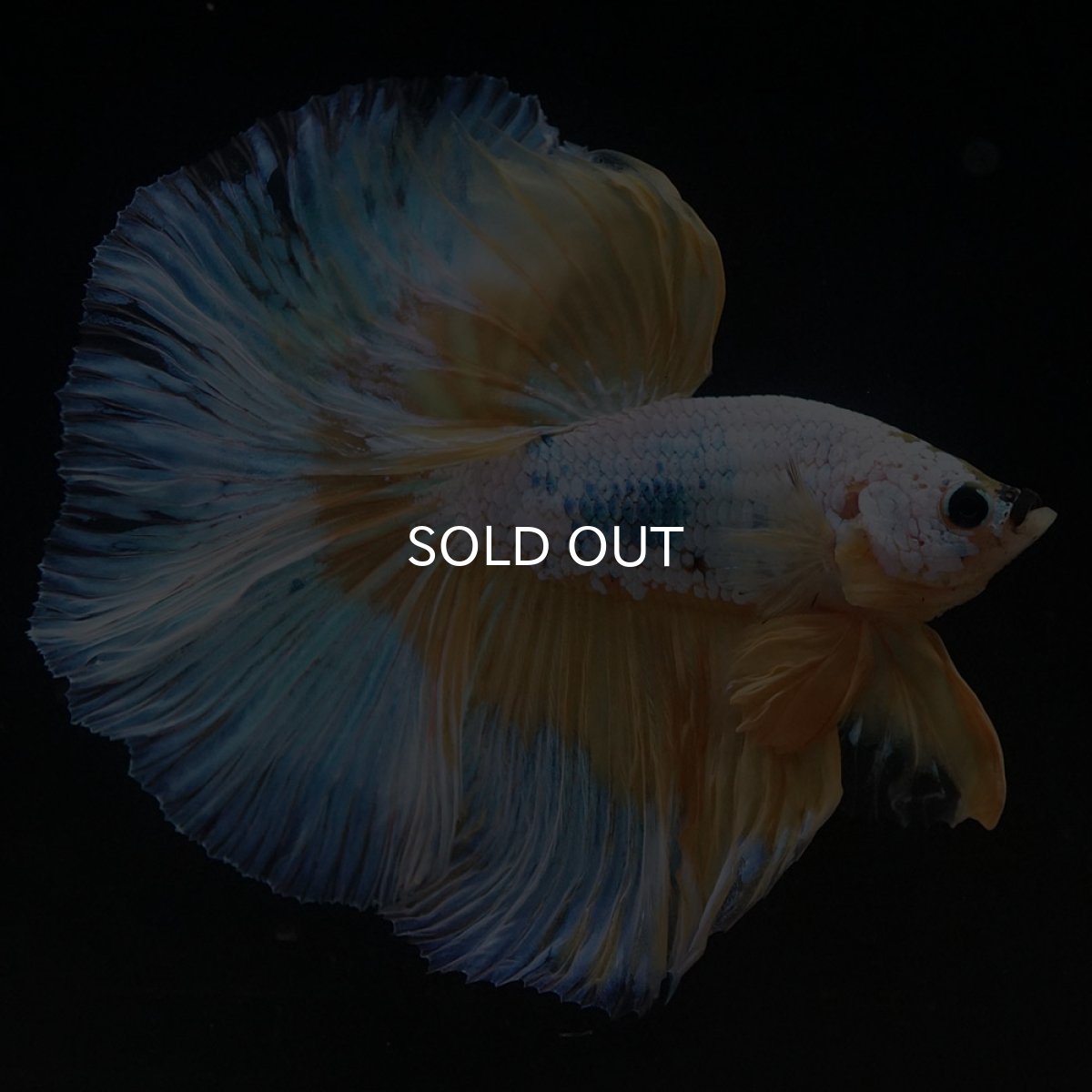 画像4: HM イエローファンシー (4)