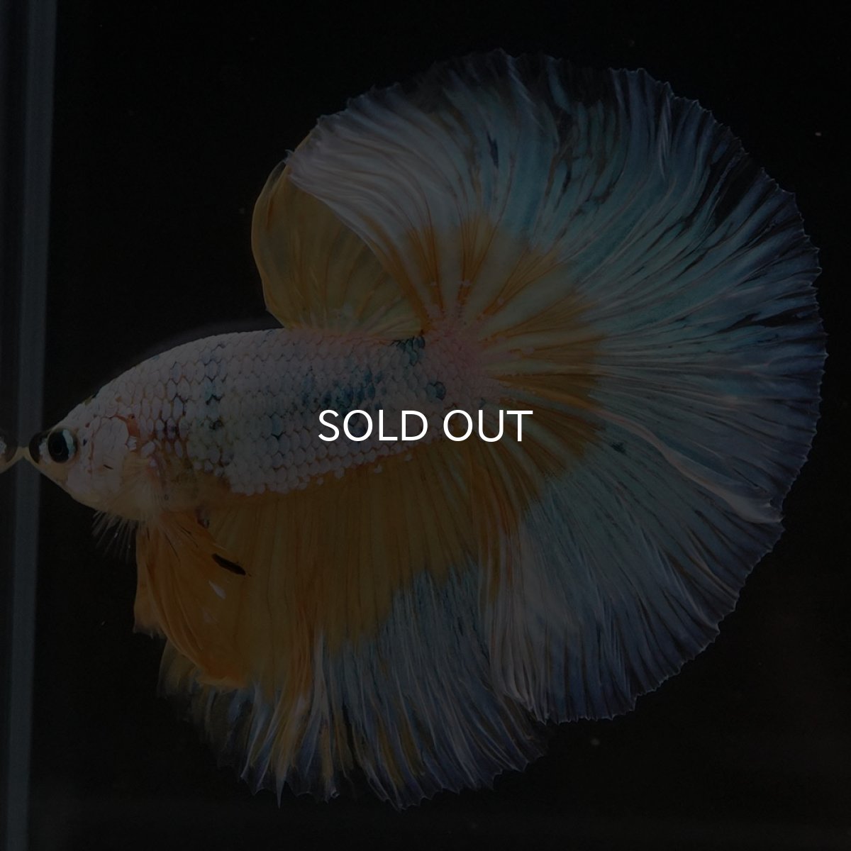 画像7: HM イエローファンシー (7)