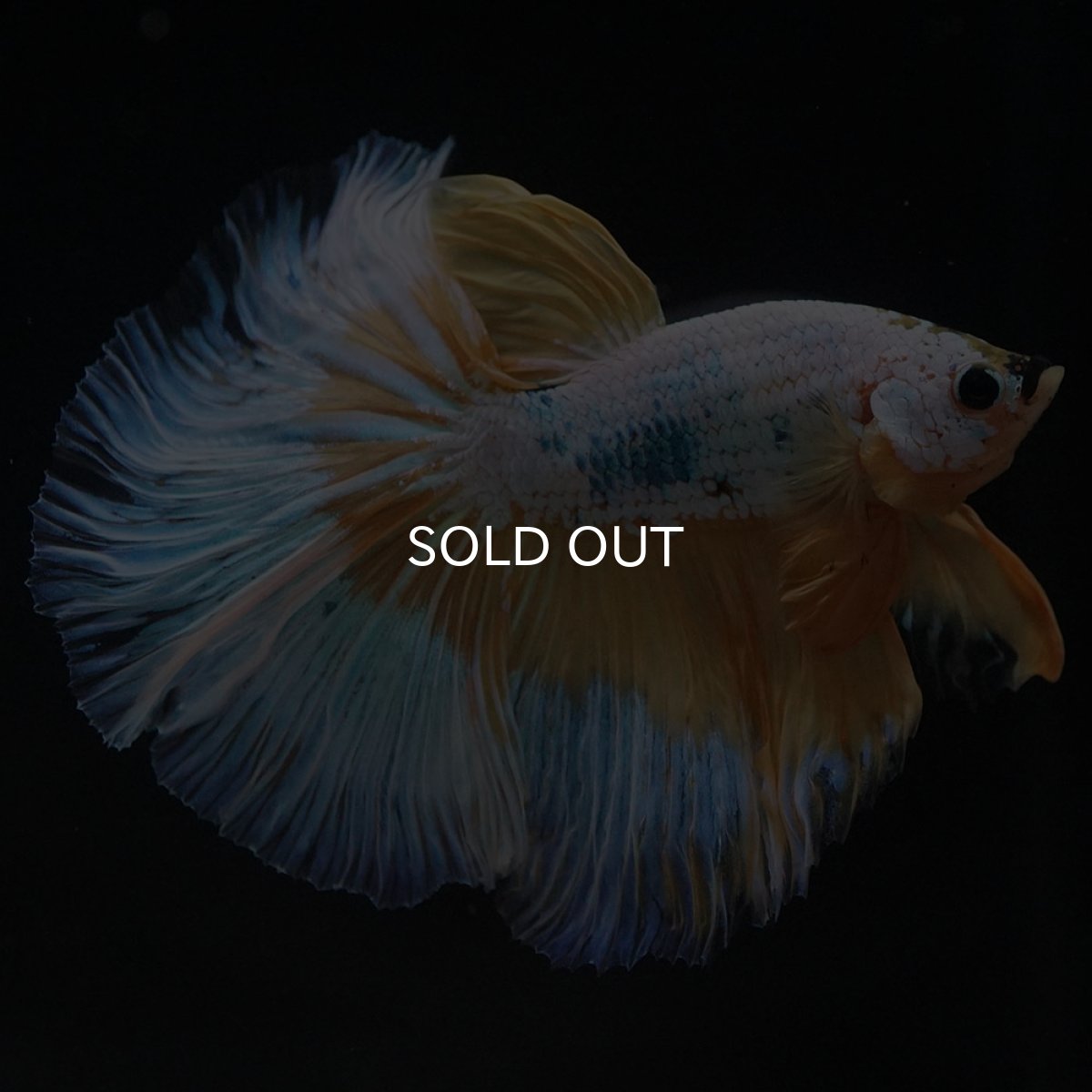 画像6: HM イエローファンシー (6)