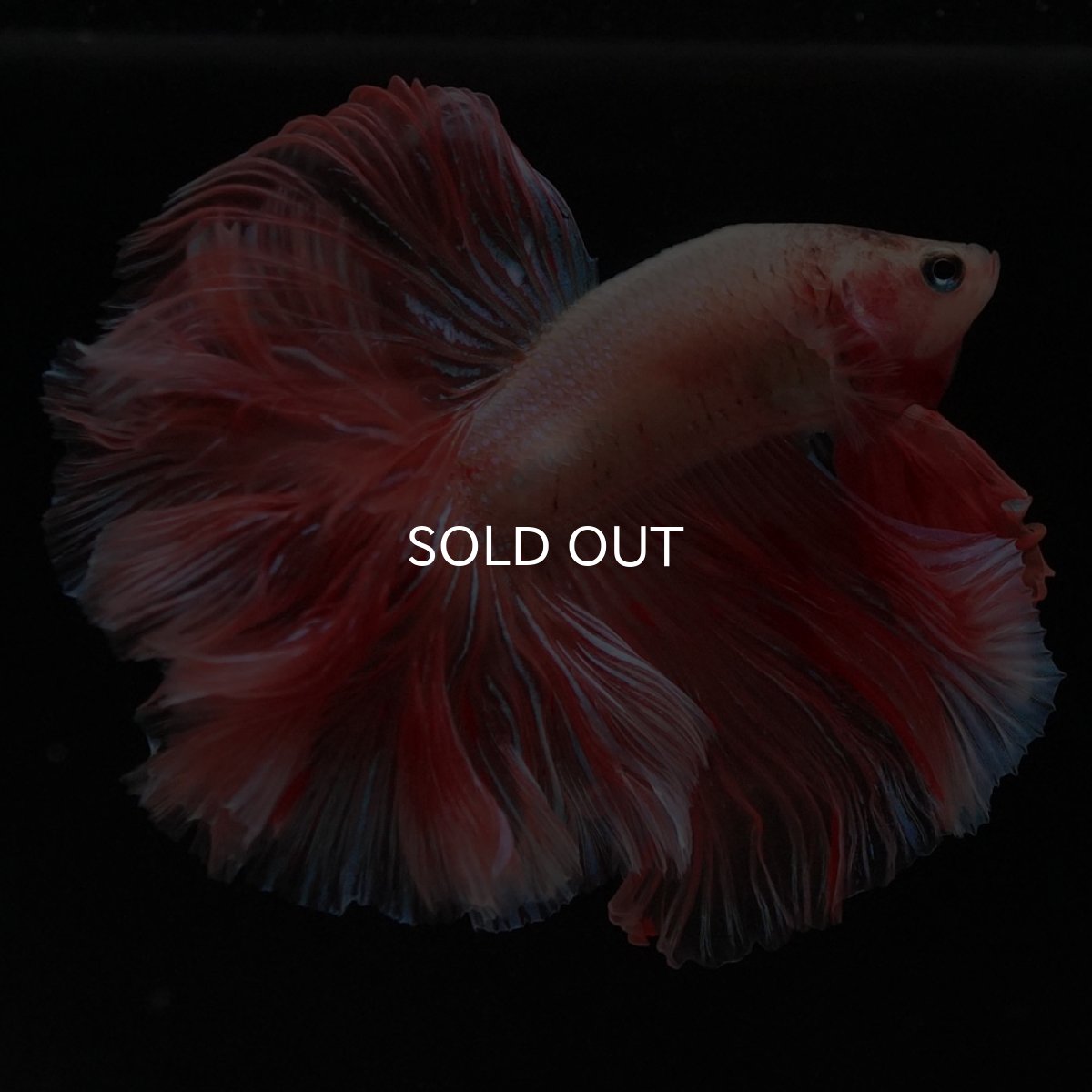 画像4: HM アルマゲドン ローズテール (4)