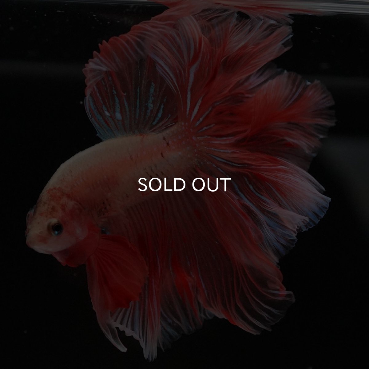 画像2: HM アルマゲドン ローズテール (2)