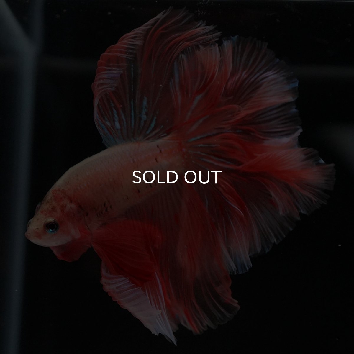 画像5: HM アルマゲドン ローズテール (5)