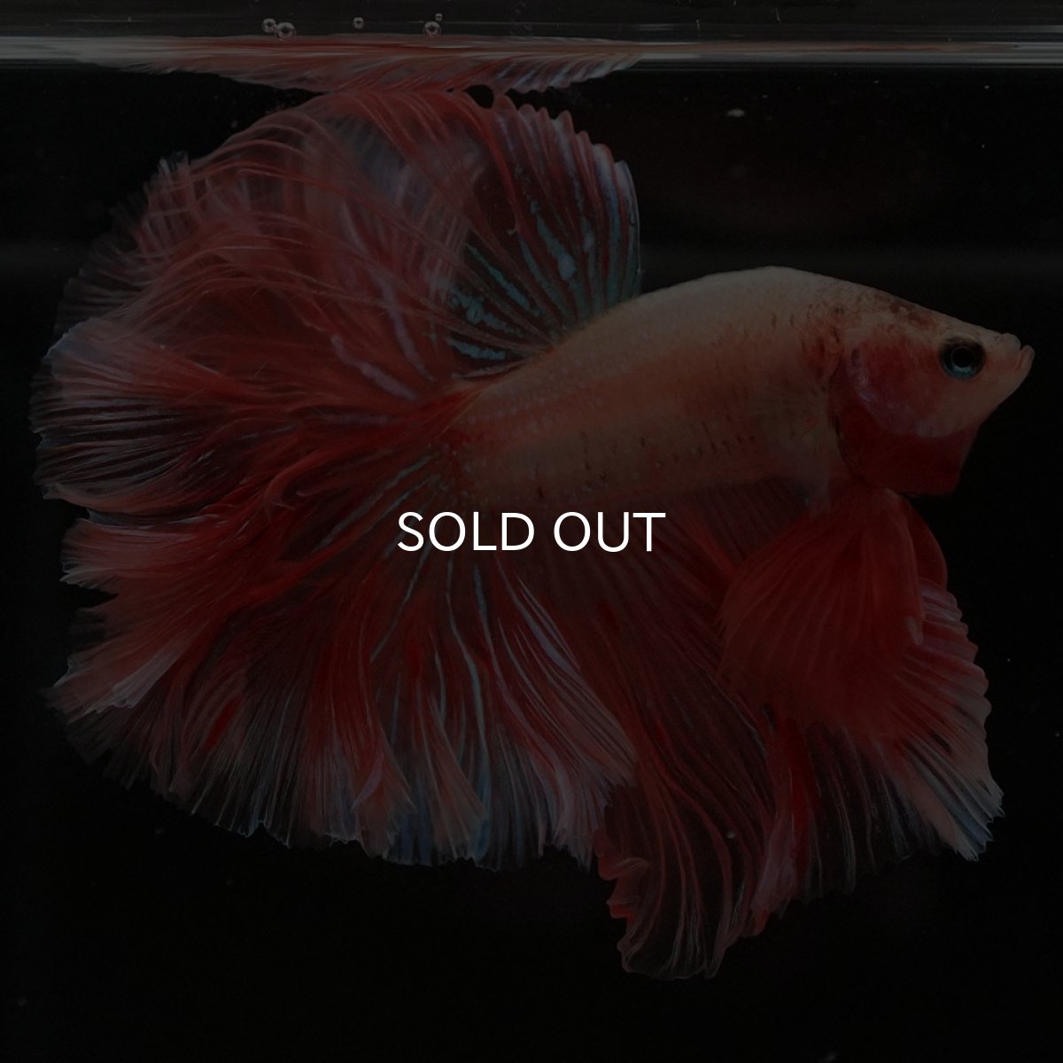 画像8: HM アルマゲドン ローズテール (8)