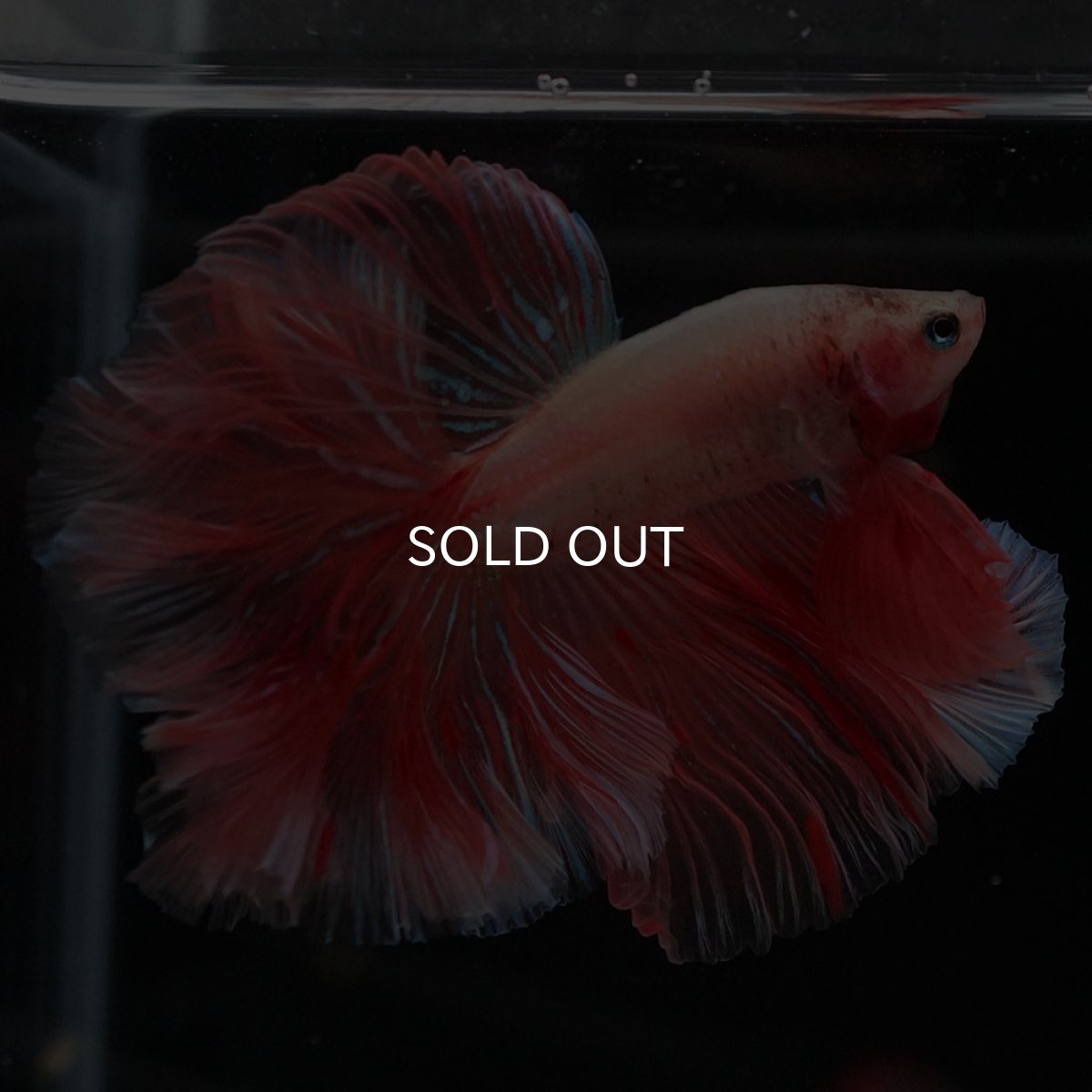 画像7: HM アルマゲドン ローズテール (7)