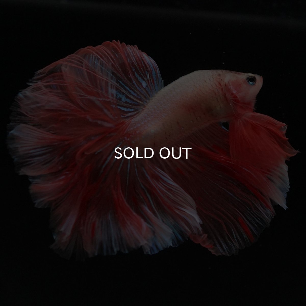 画像3: HM アルマゲドン ローズテール (3)