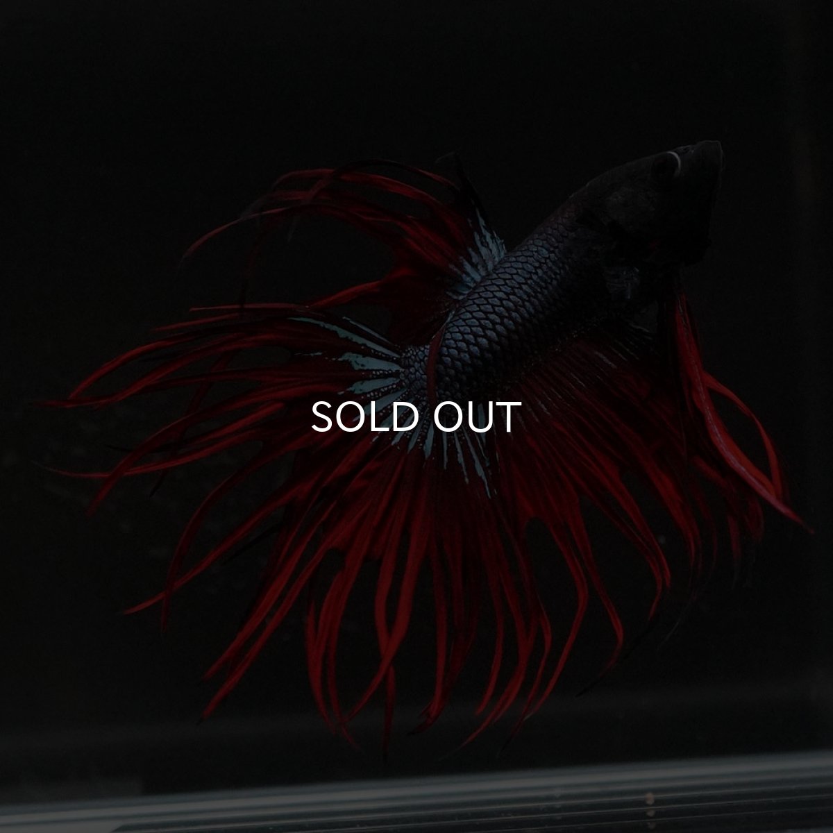 画像2: KCT ブラックオーキッド 変わり柄 (2)