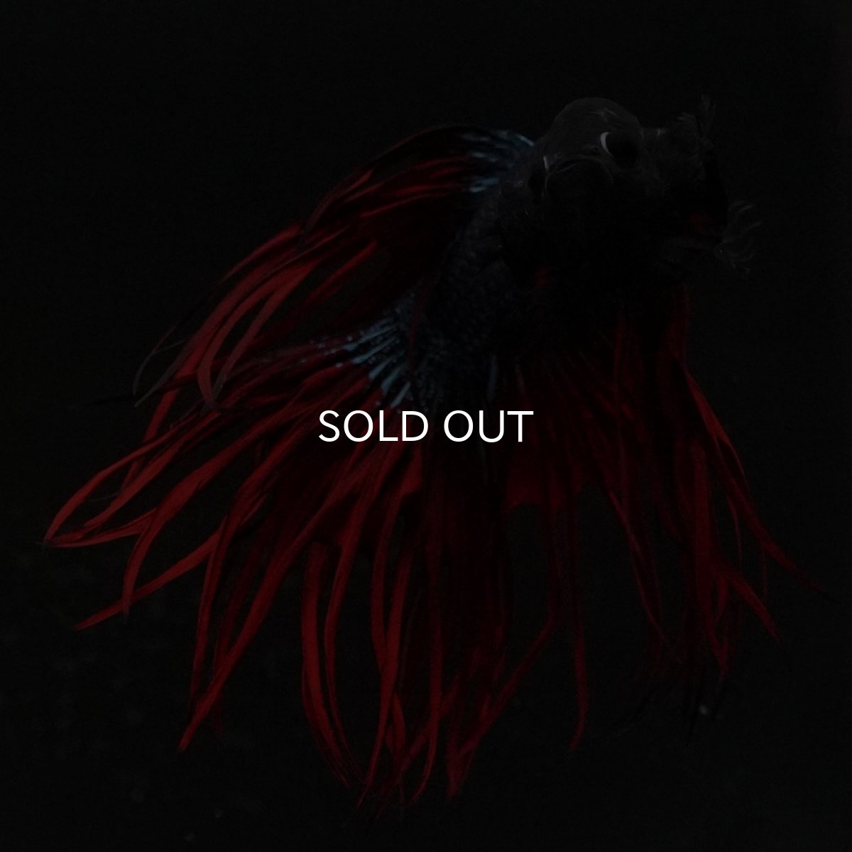 画像6: KCT ブラックオーキッド 変わり柄 (6)