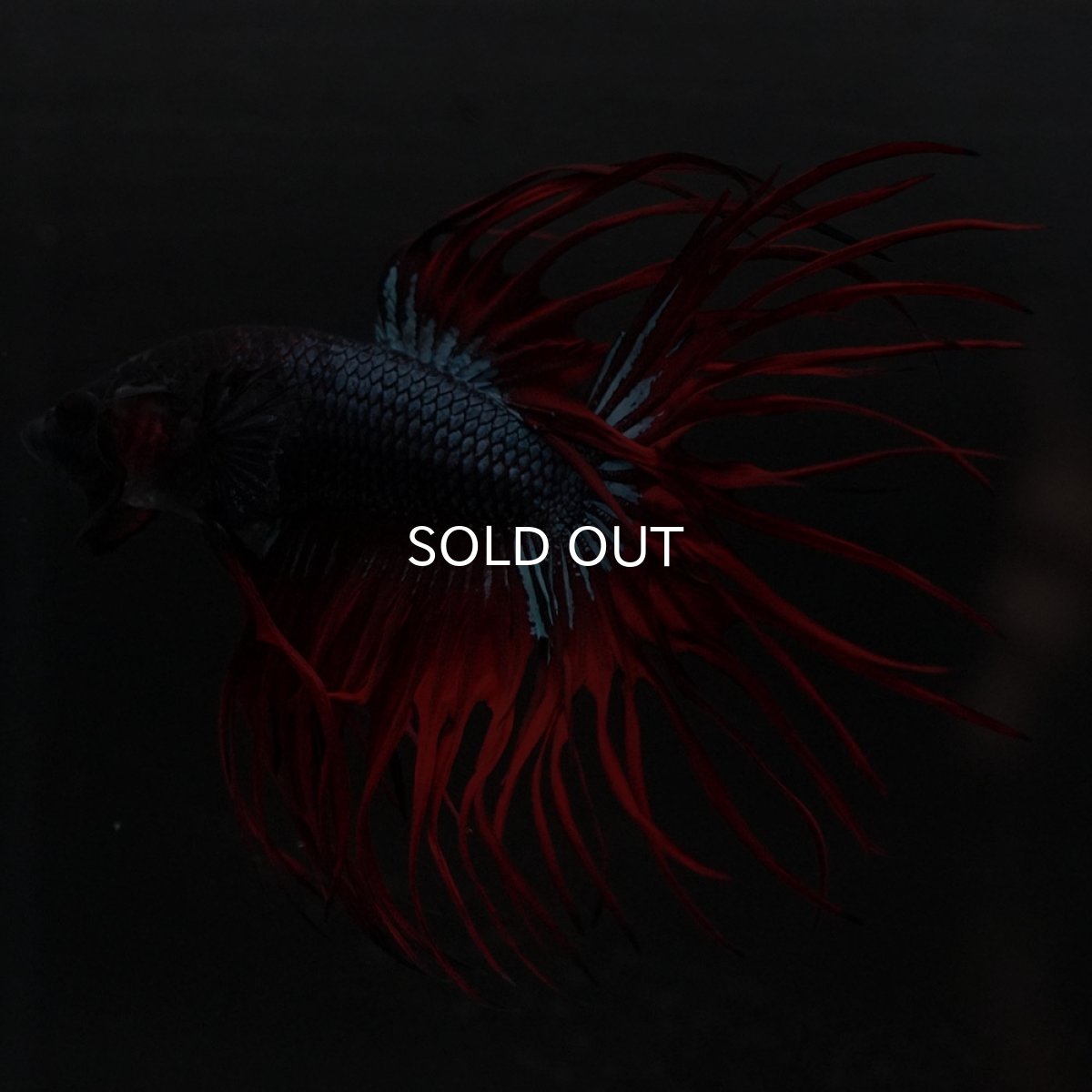 画像8: KCT ブラックオーキッド 変わり柄 (8)