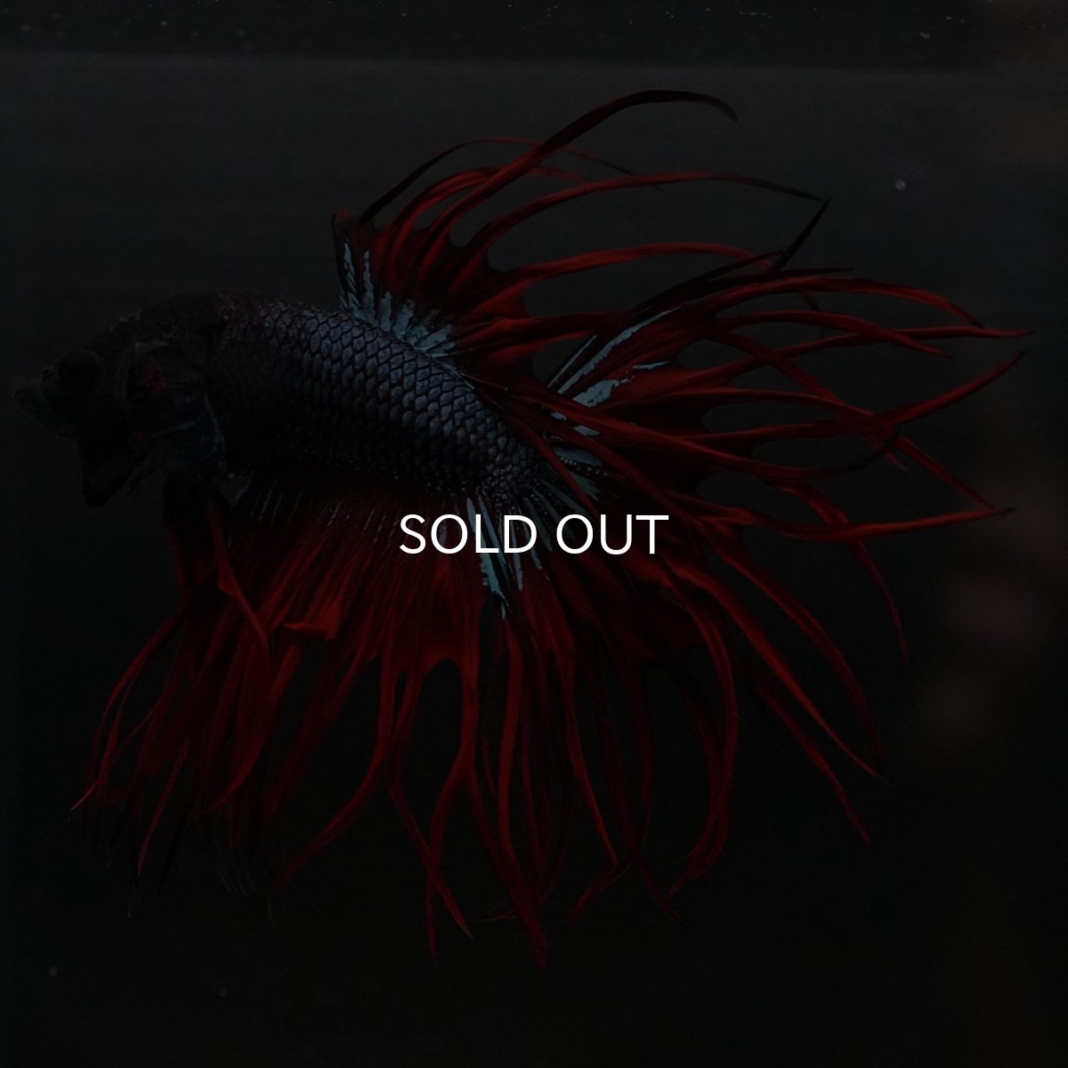 画像3: KCT ブラックオーキッド 変わり柄 (3)