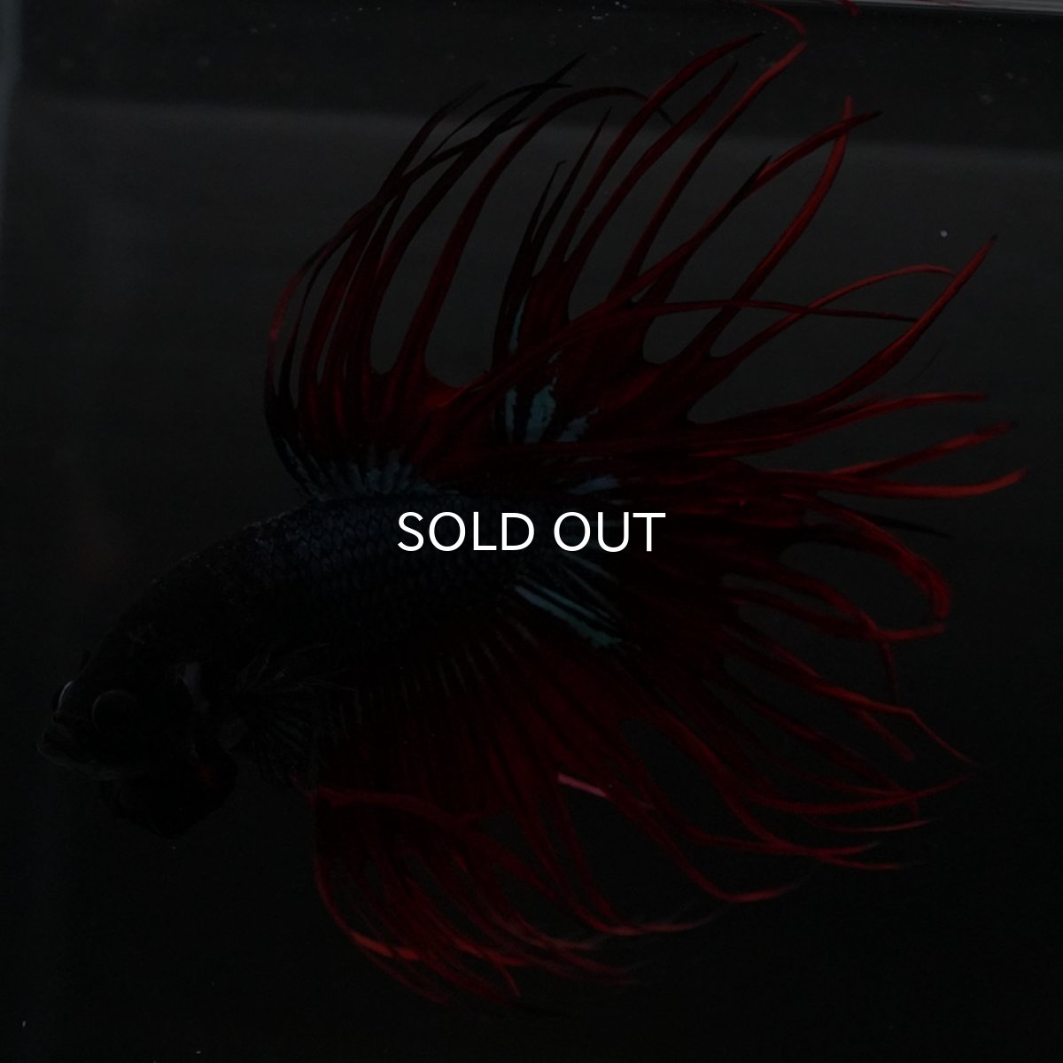 画像7: KCT ブラックオーキッド 変わり柄 (7)