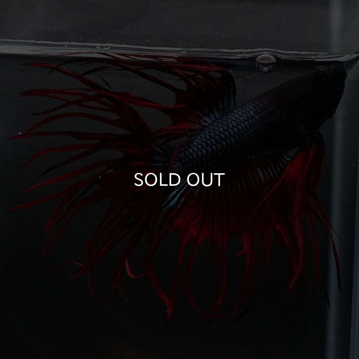 画像4: KCT ブラックオーキッド 変わり柄 (4)