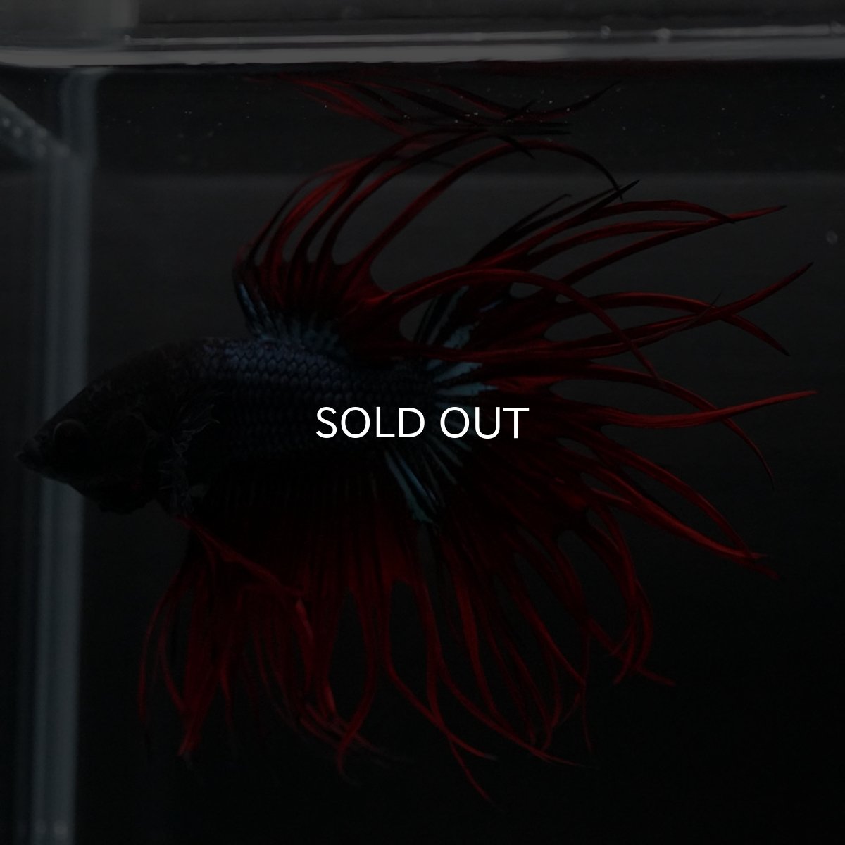 画像5: KCT ブラックオーキッド 変わり柄 (5)