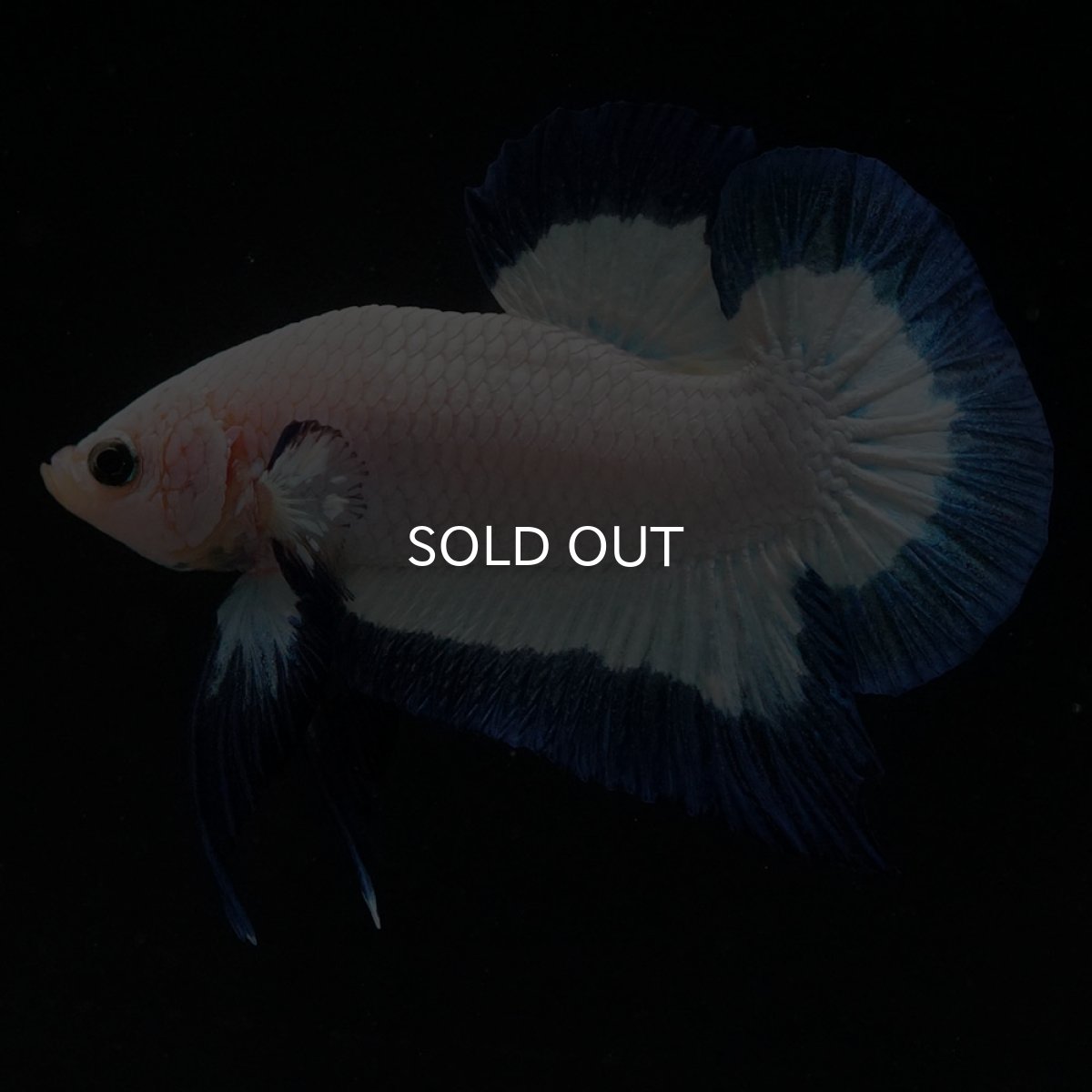 画像7: HMPK ブルーリム (7)