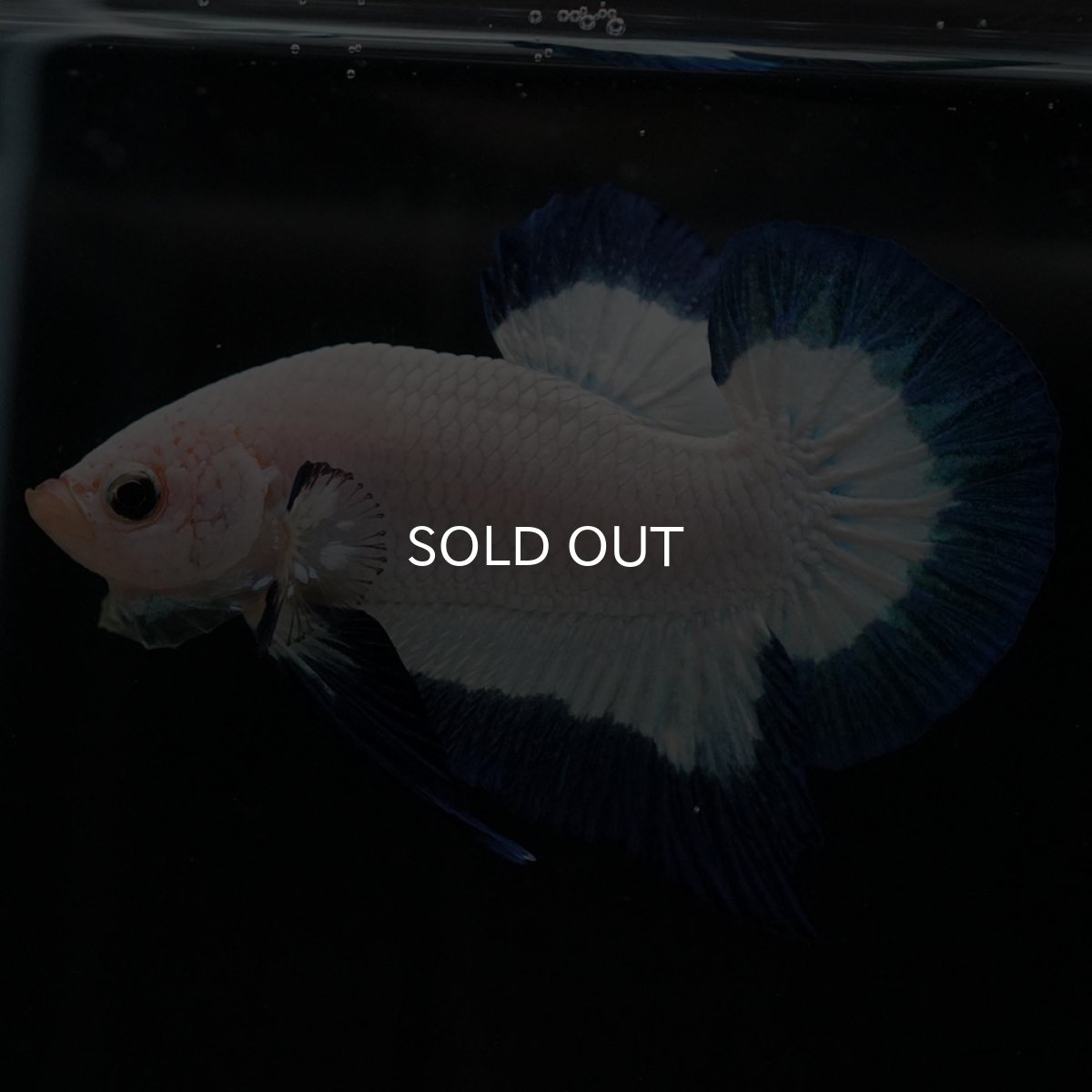 画像5: HMPK ブルーリム (5)