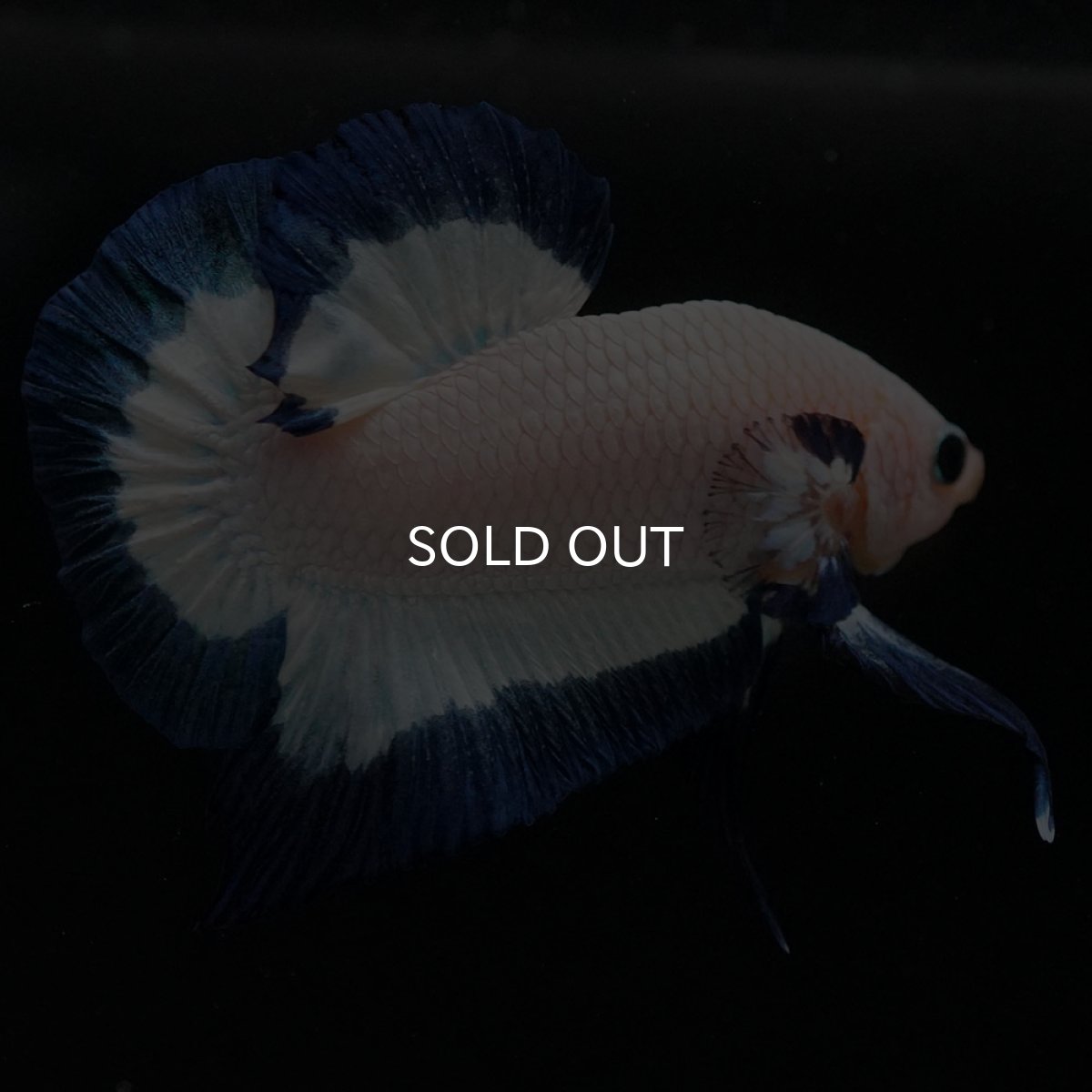 画像11: HMPK ブルーリム (11)