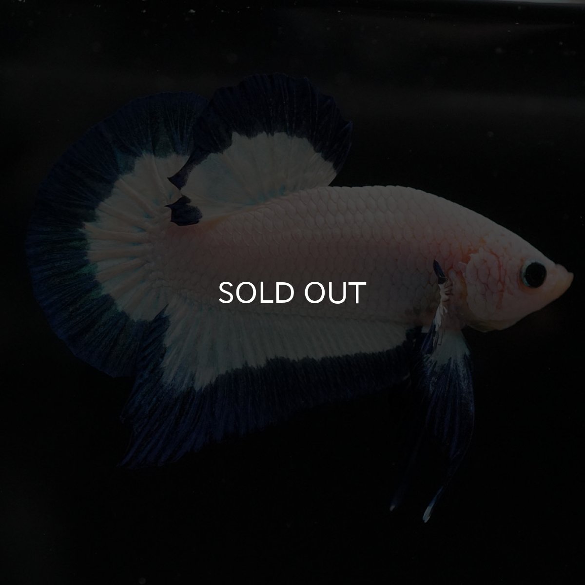 画像10: HMPK ブルーリム (10)