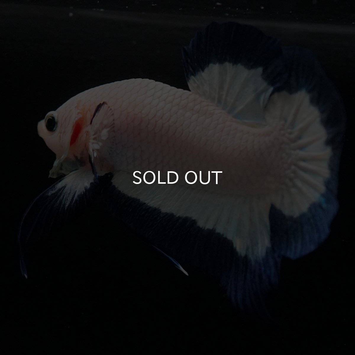 画像9: HMPK ブルーリム (9)