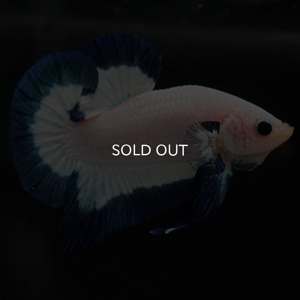 画像8: HMPK ブルーリム (8)