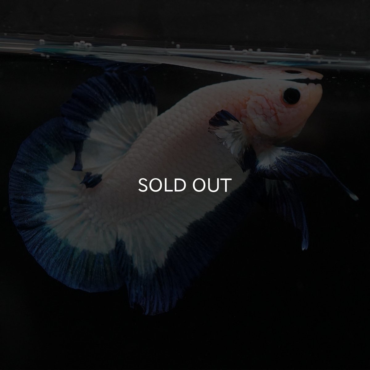 画像6: HMPK ブルーリム (6)