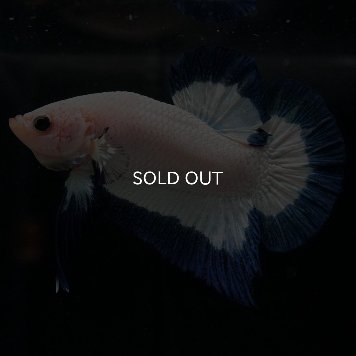 画像2: HMPK ブルーリム (2)