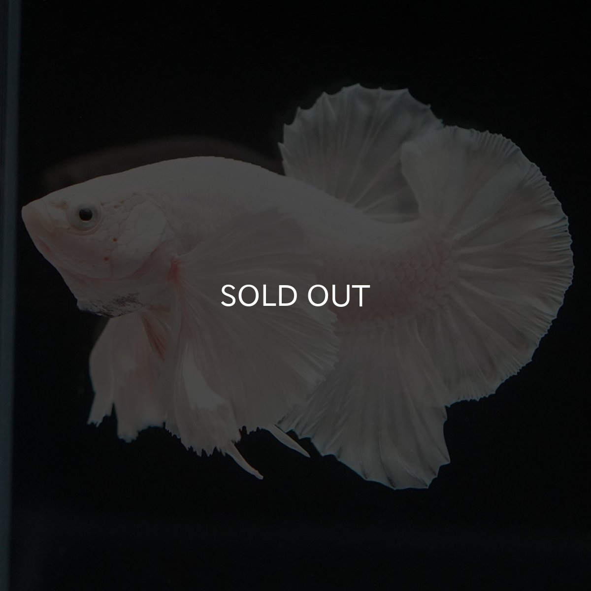 画像5: HMPKダンボ ホワイト (5)