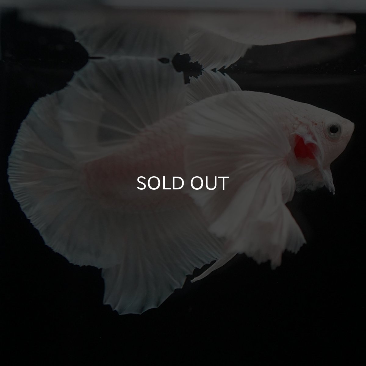 画像8: HMPKダンボ ホワイト (8)