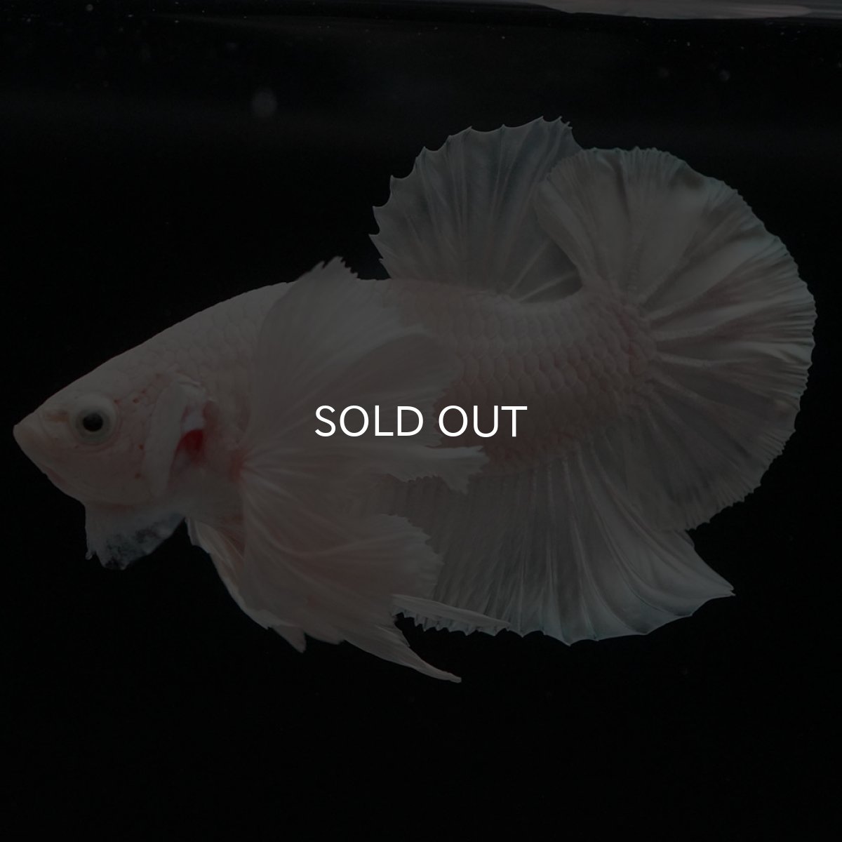 画像2: HMPKダンボ ホワイト (2)