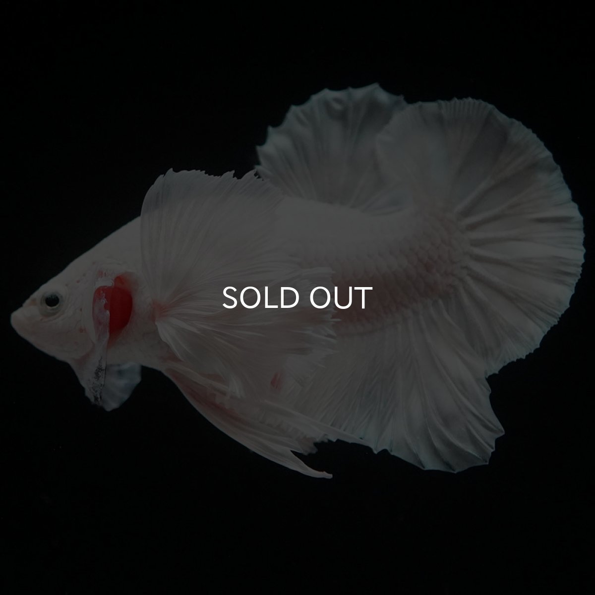 画像6: HMPKダンボ ホワイト (6)