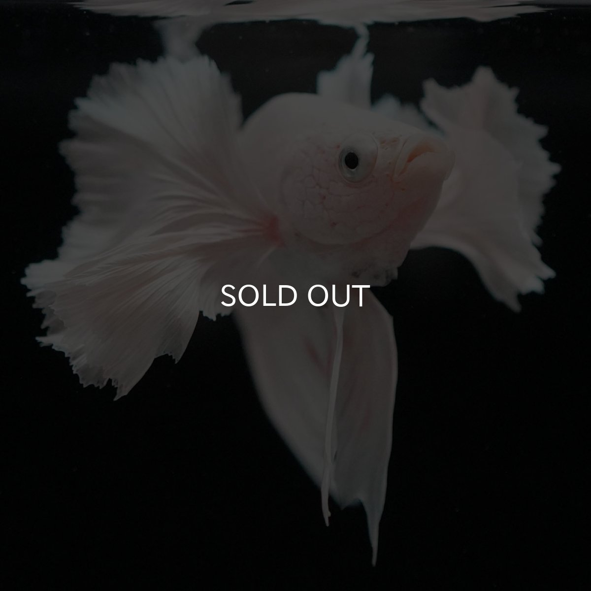 画像3: HMPKダンボ ホワイト (3)