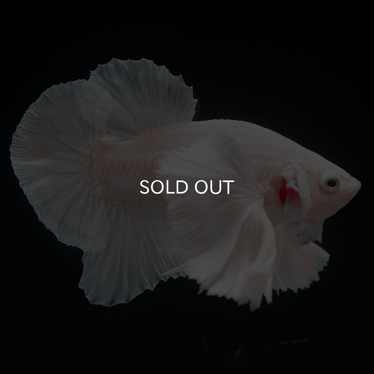 画像4: HMPKダンボ ホワイト (4)