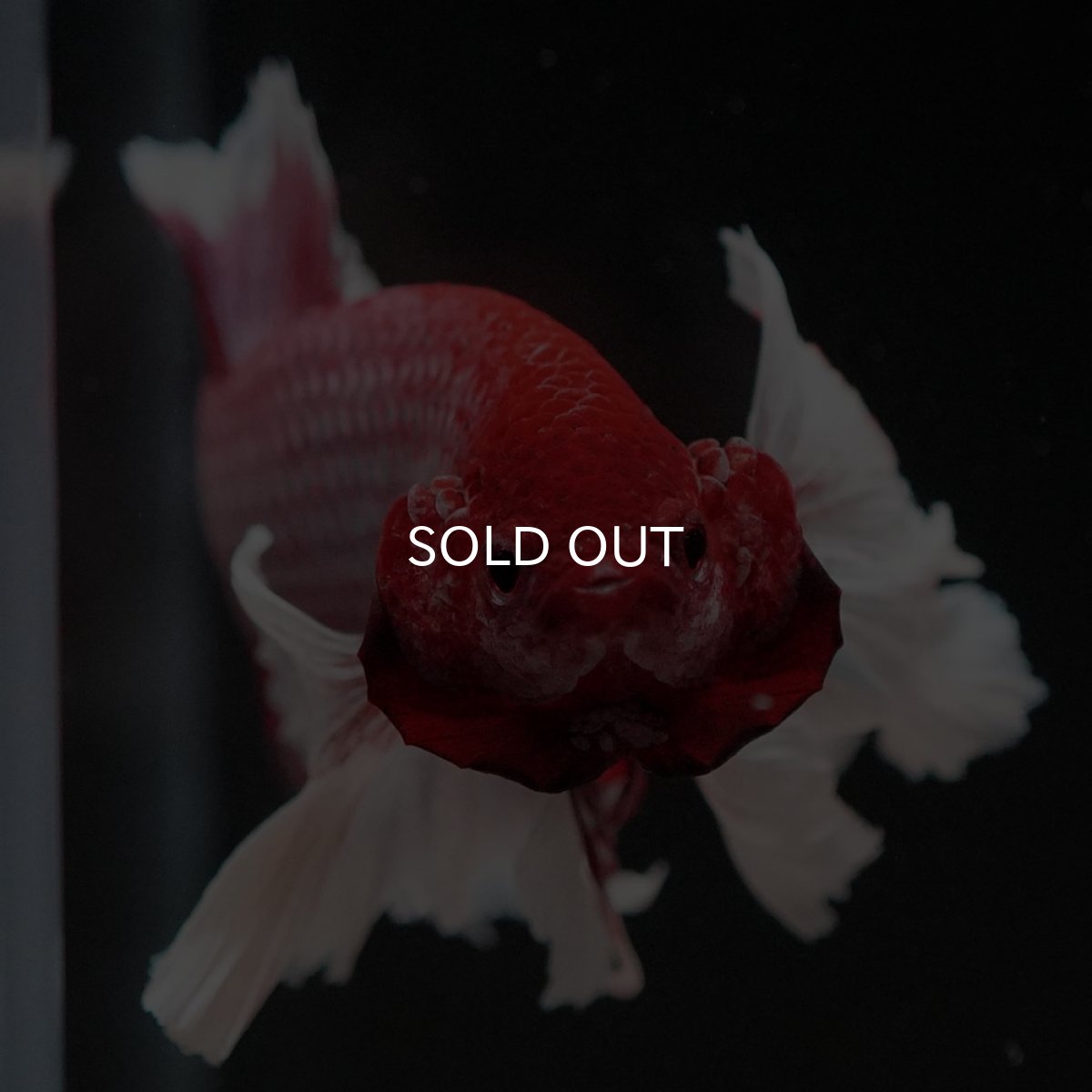 画像3: HMPKダンボ ラベンダーバタフライ (3)