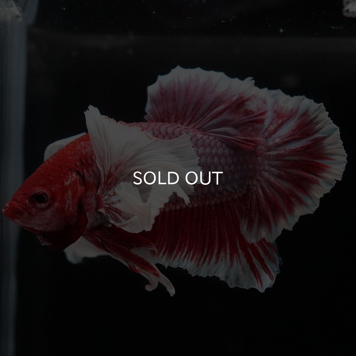 画像7: HMPKダンボ ラベンダーバタフライ (7)