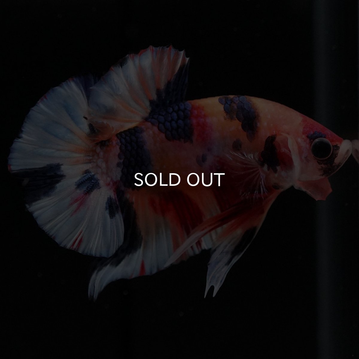 画像6: HMPK キャンディ (6)