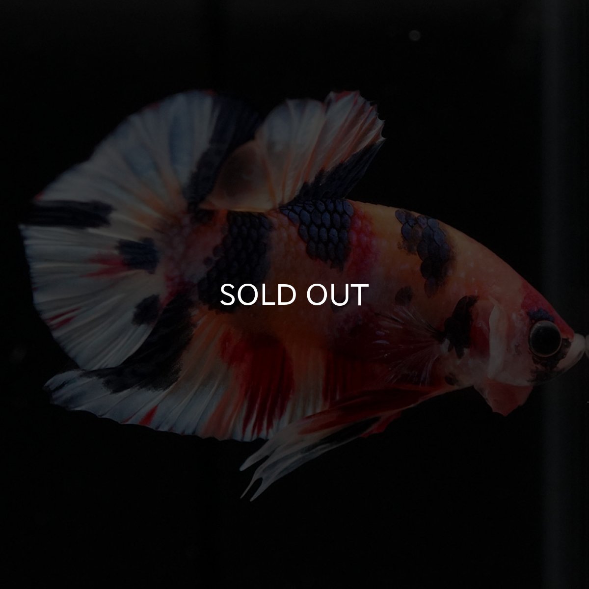 画像4: HMPK キャンディ (4)