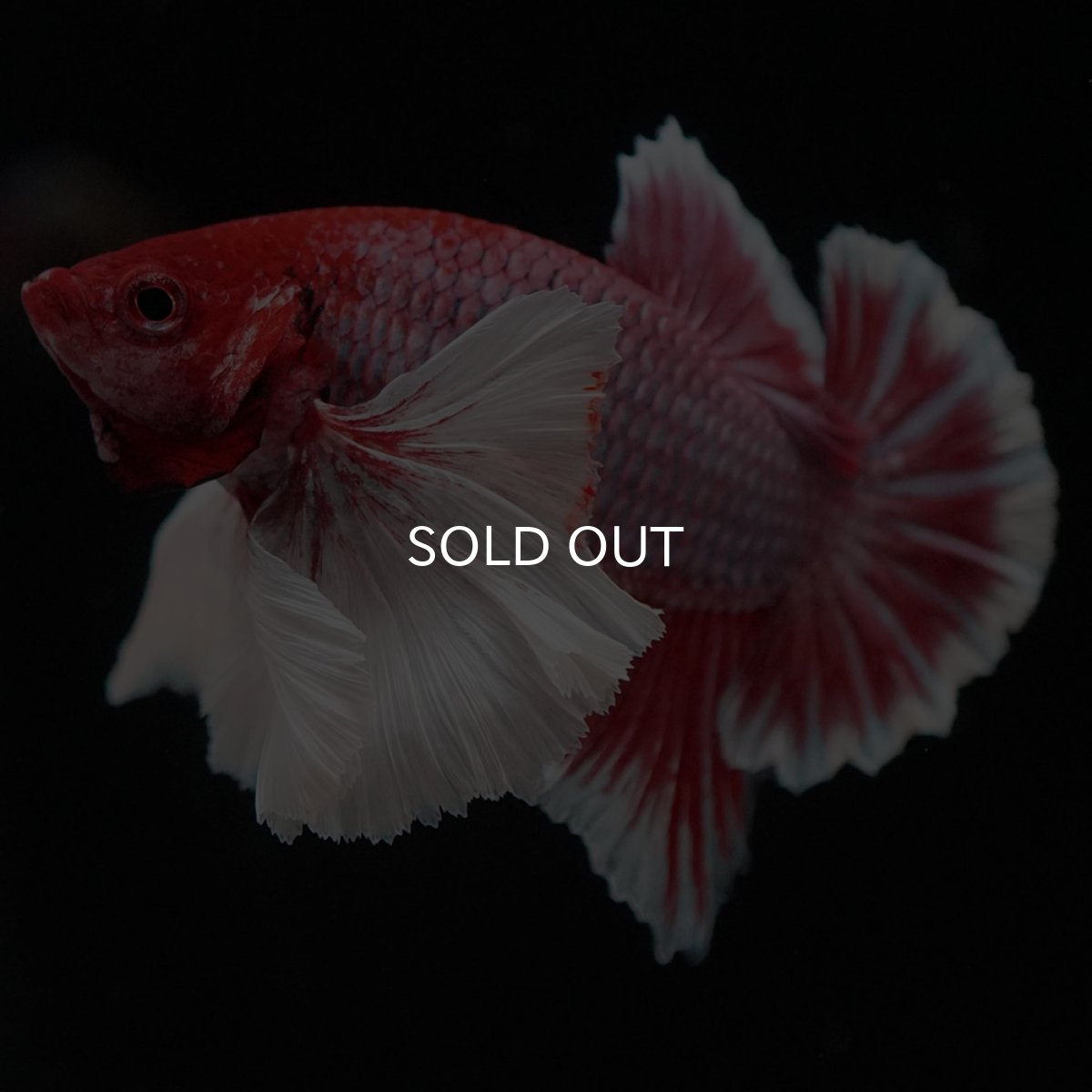 画像5: HMPKダンボ ラベンダーバタフライ (5)