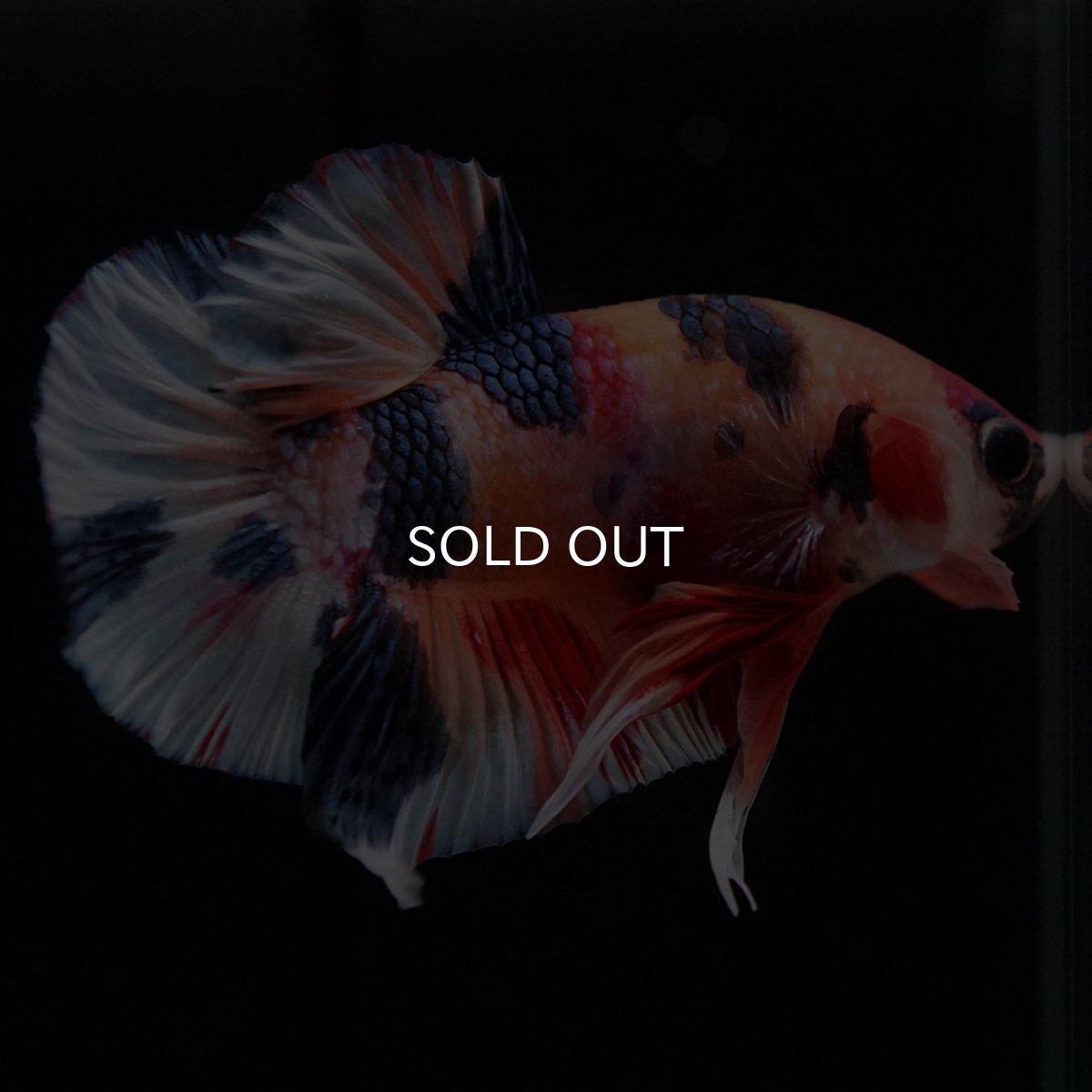 画像2: HMPK キャンディ (2)