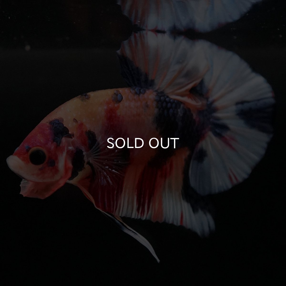 画像10: HMPK キャンディ (10)